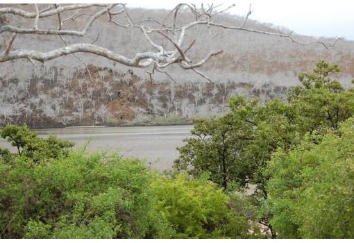 Los famosos árboles blancos en Brackish Pond